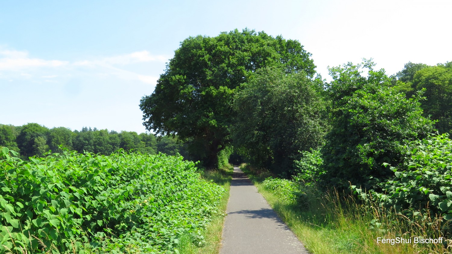 Mitten im Grünen Radweg der am Ende zwischen Bäumen verschwindet, Feng Shui Bischoff arbeitet mit kaiserlichem Geheimwissen